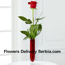 A Single Red Rose In A Red Test Tube Vase Delivered in Serbia