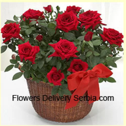 Ein wunderschöner Strauß aus 19 roten Rosen mit saisonaler Füllung