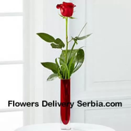 A Single Red Rose In A Red Test Tube Vase (We Reserve The Right To Substitute The Vase In Case Of Non-Availability. Limited Stock)