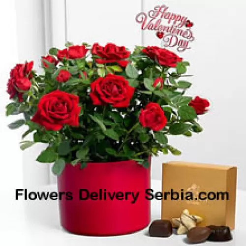 25 Red Roses With Some Ferns In A Big Vase And A Box Of Godiva Chocolates (We reserve the right to substitute the Godiva chocolates with chocolates of equal value in case of non-availability of the same. Limited Stock)